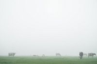 koeien in mistig weiland
