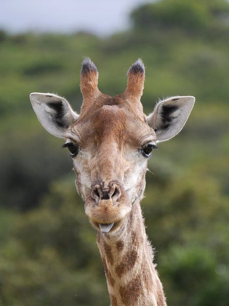 Girafe en Afrique du Sud par HGU Foto