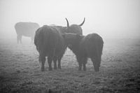Scottish highlanders in the fog