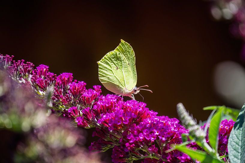 Papillon citron sur un lilas d'été mauve par ManfredFotos