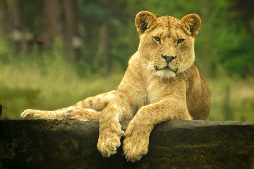 Leeuwin von Monique Verlouw