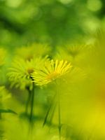 margrietjes in het bos