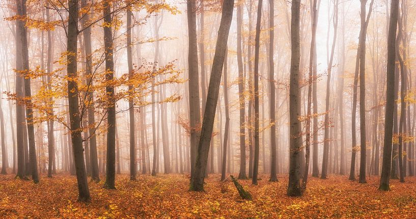 Colourful autumn forest by Tobias Luxberg