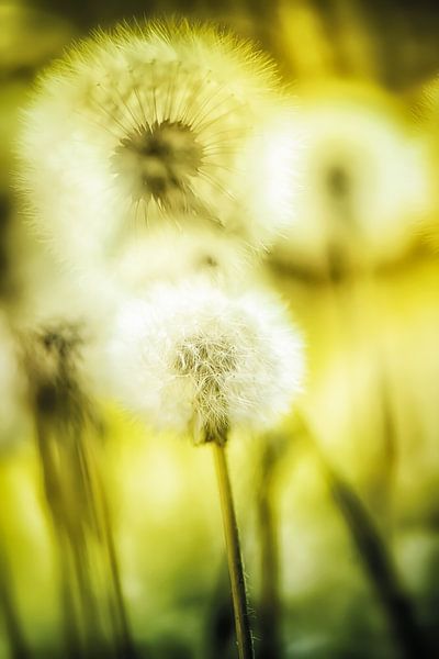 Blowballs in the sunshine by Nicc Koch