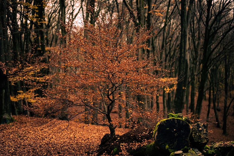 Duno Estate Teil 15 von Tania Perneel