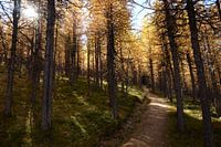 Herbst im Mt. Assiniboine National Park