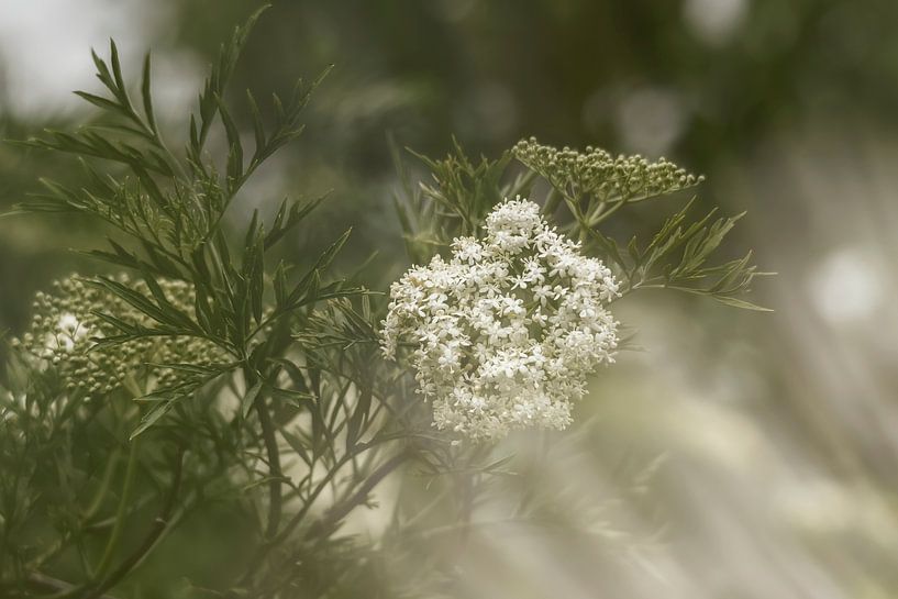 Blühender Holunder, fotografiert mit Doppelbelichtung. von Ellen Driesse