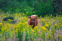 Starrender schottischer Highlander