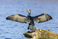 Cormorant is drying its wings at the water's edge.