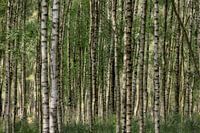 Birch trees in summer