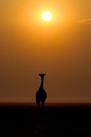 Giraffe bei Sonnenaufgang
