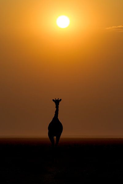 Girafe au lever du soleil par Menso van Westrhenen
