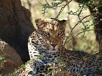 Leopard Namibia
