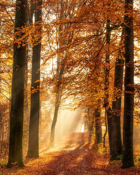 The beauty of Autumn by Thomas Jansen