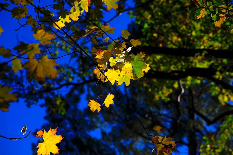 Maple by Thomas Jäger