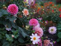 Colourful dahlia flowers in the evening twilight