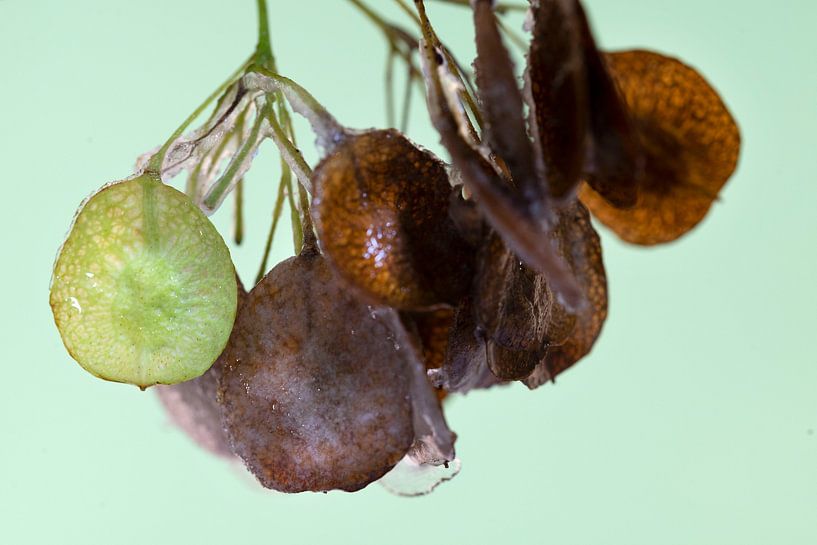 Autumn seeds of Hop tree with ice on it. by Anjo Kan