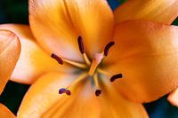 Orange lily