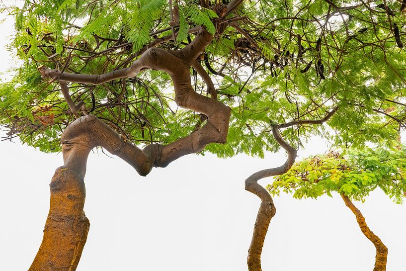 With a twist upwards 2. Countries and travel. by Alie Ekkelenkamp