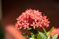 Blume des  Ixora coccinea