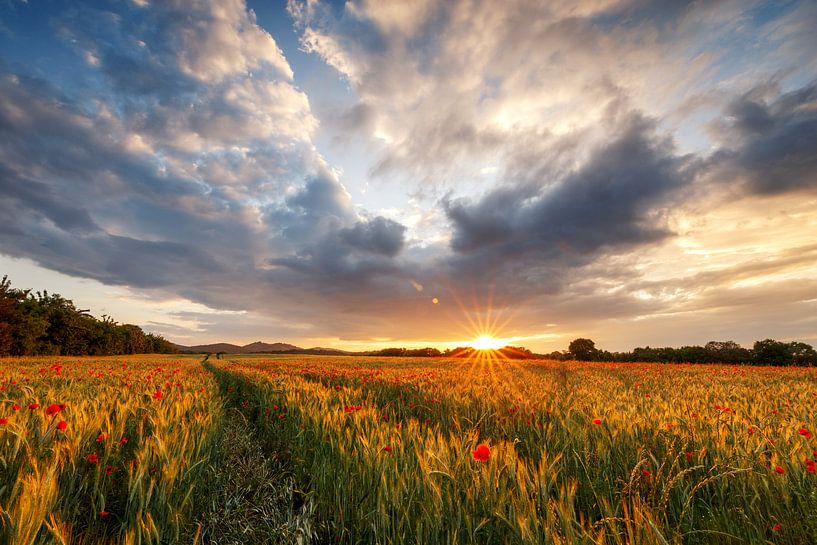 Champ de coquelicots au coucher du soleil par Oliver Henze
