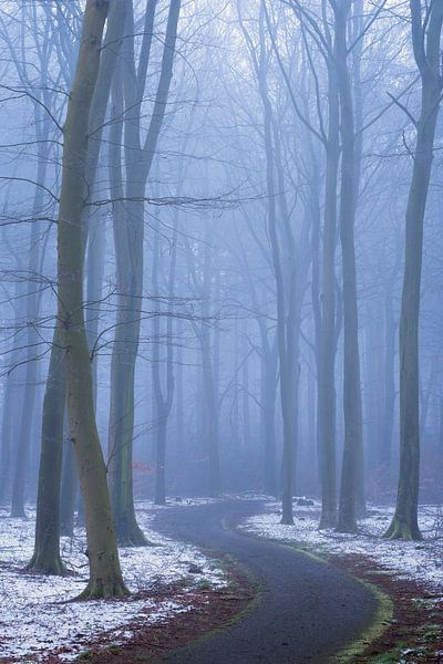 Ein neblig-kalter und magischer Wintermorgen im Naturpark de Maashorst von Rob Christiaans
