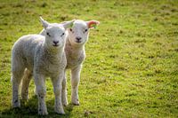 Deux agneaux dans le pré