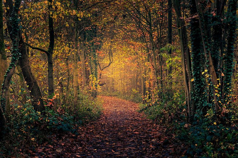 Colour explosion van Wim van D