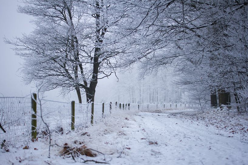 Forststraße im Winter von Karijn | Fine art Natuur en Reis Fotografie