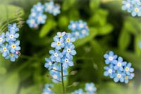 Myosotis