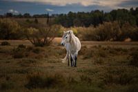 Horse in pasture in Narbonne