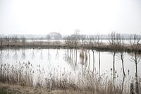 Landschap in de Biesbosch