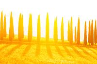 Cypressen laan bij zonsondergang