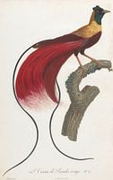 Oiseau rouge du paradis (paradisaea rubra), John Gould