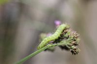Rups wandelend over vlinderstruik