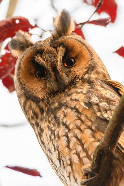 Long-eared owl sitting high up in a tree during fall by Sjoerd van der Wal Photography