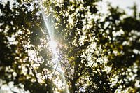 Die Sonne scheint durch die Bäume