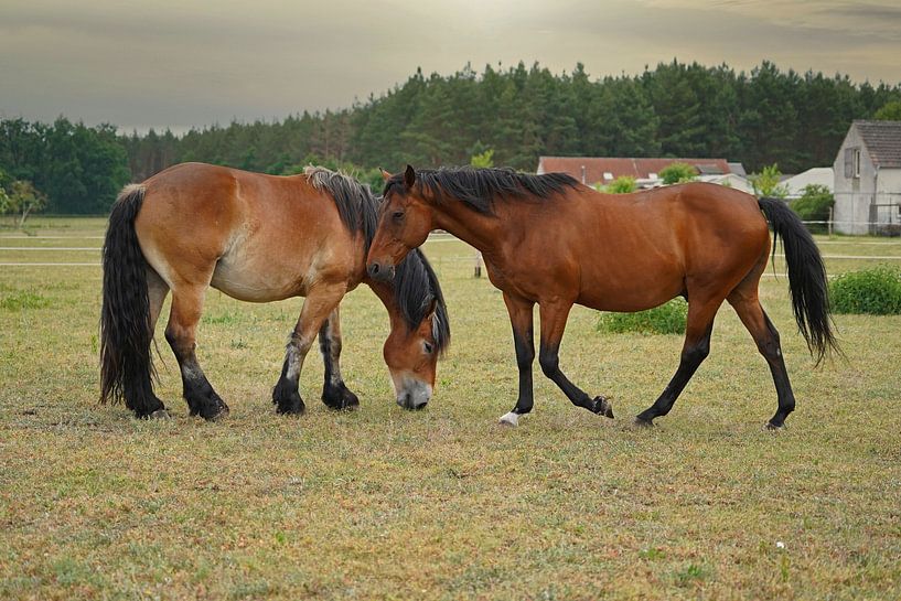 Trakehner Feldmeyer et Rheinisch Deutsches Kaltblut Enzo par Babetts Bildergalerie