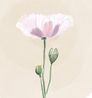 Aquarelle rose clair coquelicot