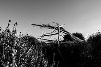 Totholz und blühendes Heidekraut