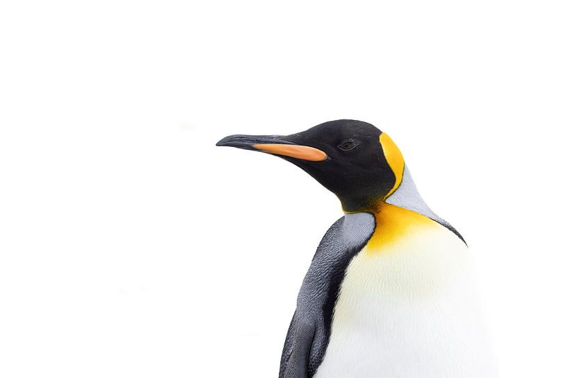 Königspinguin Salisbury Plain von Michèle Huge