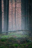 Fog in the forest