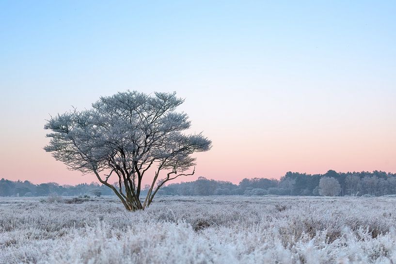 Wintermorgen op de hei van Marika Huisman fotografie