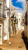 Katze in Altstadt Gasse in Mojacar weisses Dorf in Andalusien Spanien