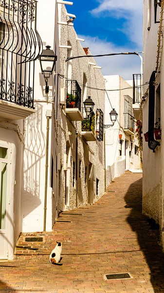 Cat in old town alley in Mojacar white village in Andalucia Spain by Dieter Walther