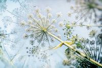 Bärenklau Umbelliferae