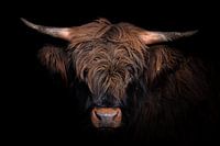 Schottischer Highlander