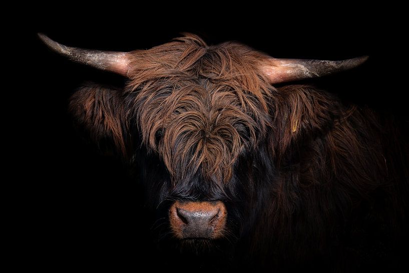 Schottischer Highlander von Antoine van de Laar