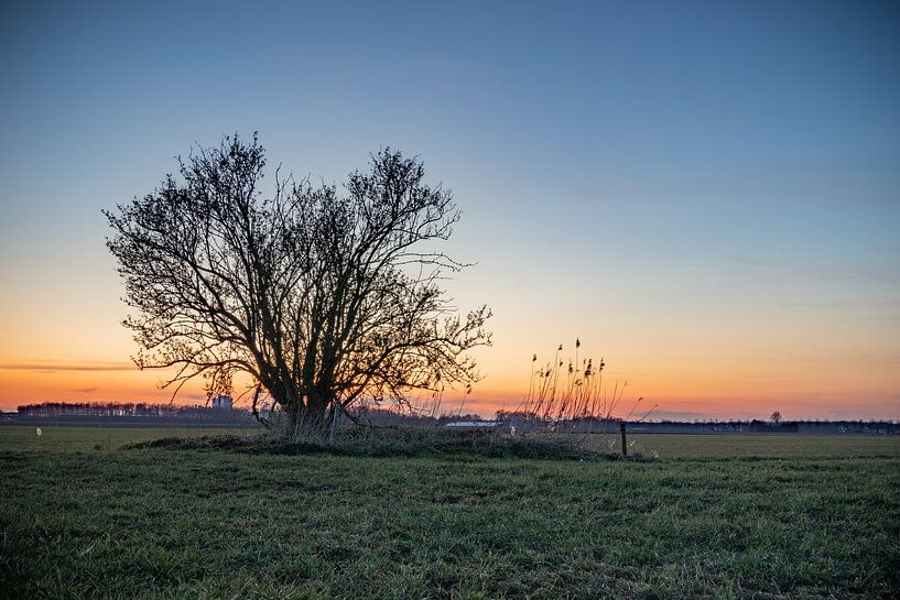 Arbre au crépuscule par Johan Mooibroek
