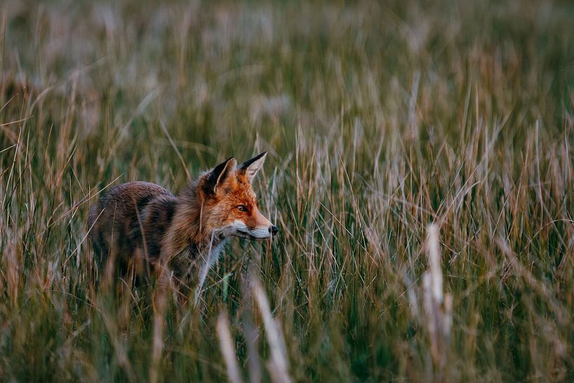 Calm Fox in Natural Habitat by Dave Adriaanse - Photography